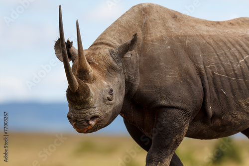 Photo Portait of Black Rhino Karanja