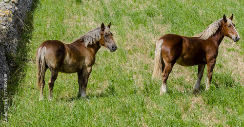 beautiful horses in pasture in the countryside of Puglia.