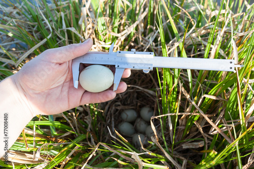 Nest of the Anas platyrhynchos.