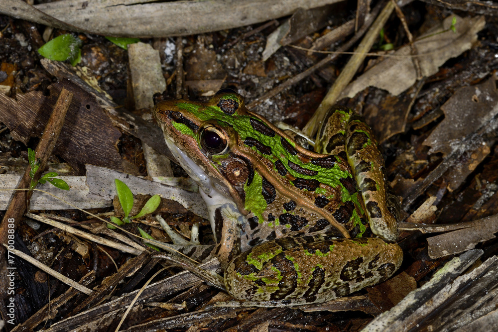 Fototapeta premium southern leopard frog