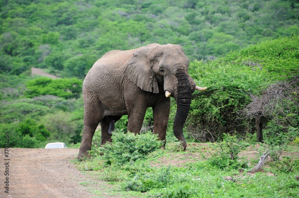 Elefant beim Fressen in Südafrika