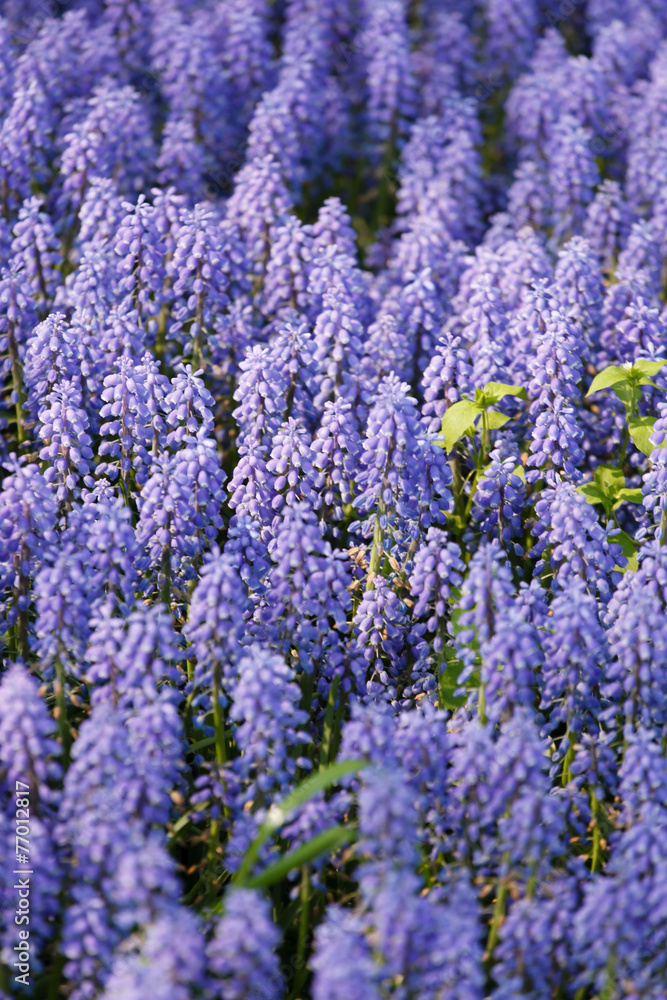 Fototapeta premium muscari flowers