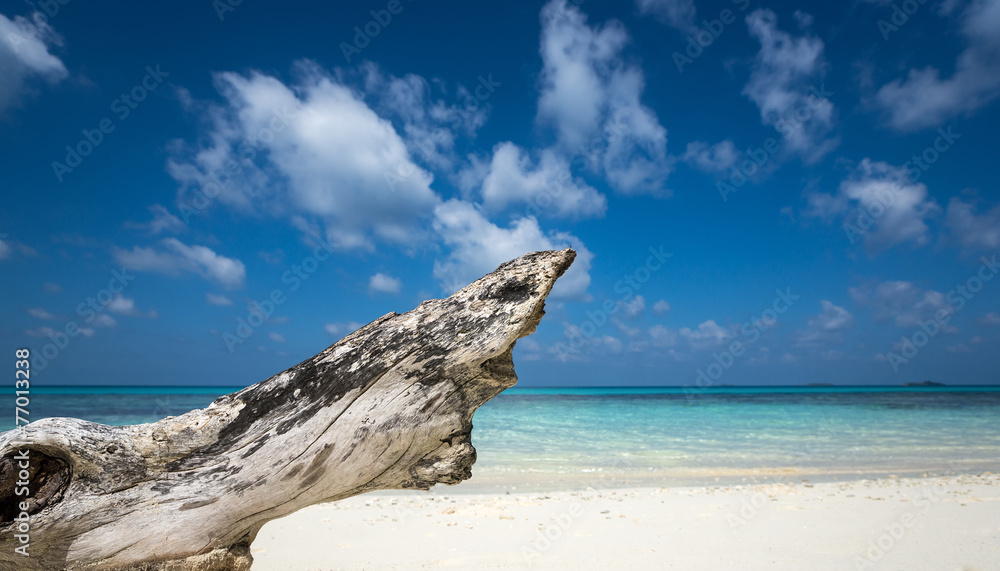 Deadwood on white sand beach of paradise island