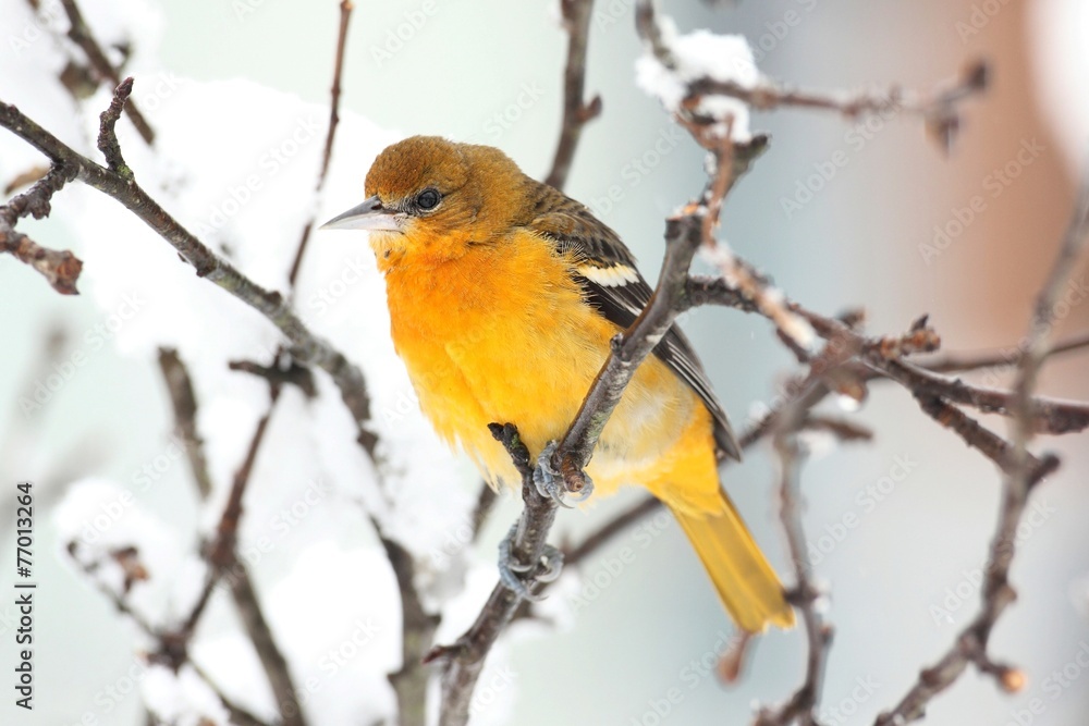 Baltimore Oriole (Icterus galbula) in a tree Baltimore Oriole (Icterus galbula) in a tree