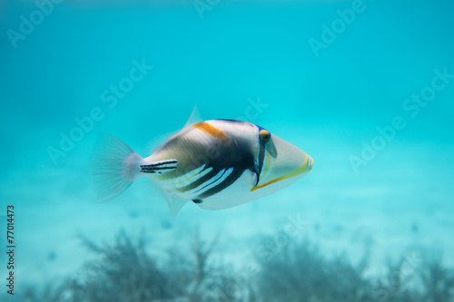 Rhinecanthus Picasso or Black Bar Triggerfish