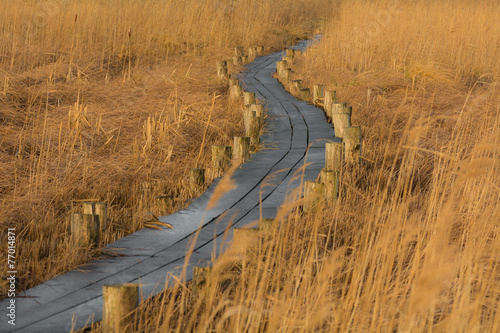 Winding boardwalk through dense vegetation.