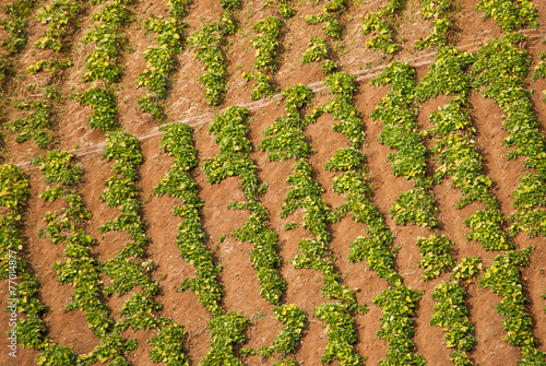 Crop field forming perfect lines.