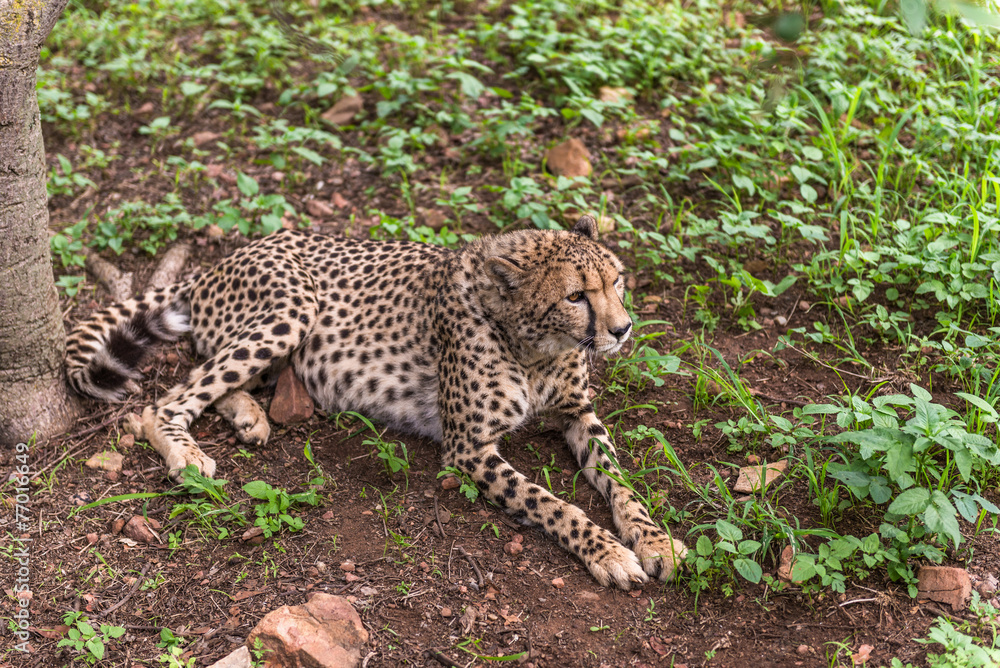 Fototapeta premium Cheetah, South Africa.