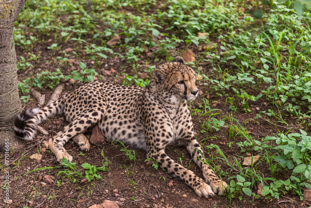 Cheetah, South Africa. Cheetah, South Africa.