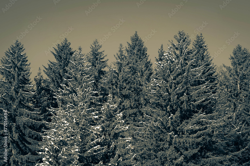 Fototapeta premium Pine forest