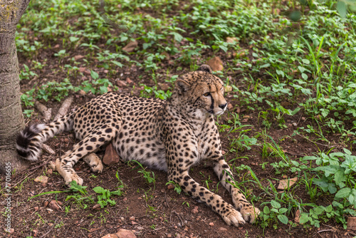 Cheetah, South Africa.