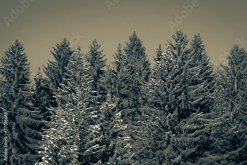 Fototapeta Naklejka Na Ścianę i Meble -  Pine forest