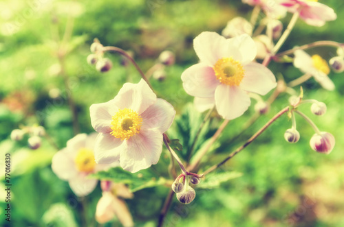 Anemone japonica flowers, lit by sunlight in the garden.