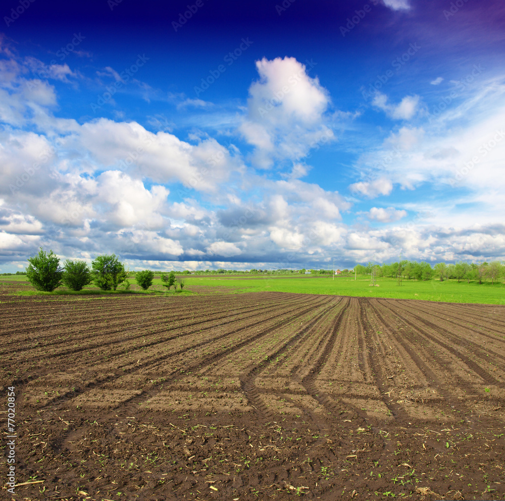 plowed field with little green shots