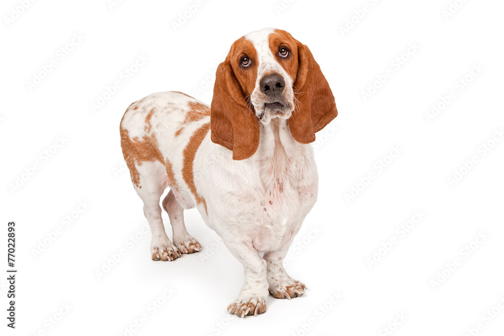 Basset Hound Dog Funny Expression