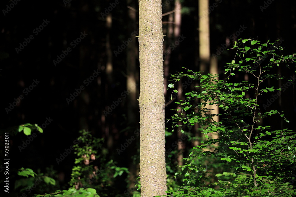 Naklejka premium Wald