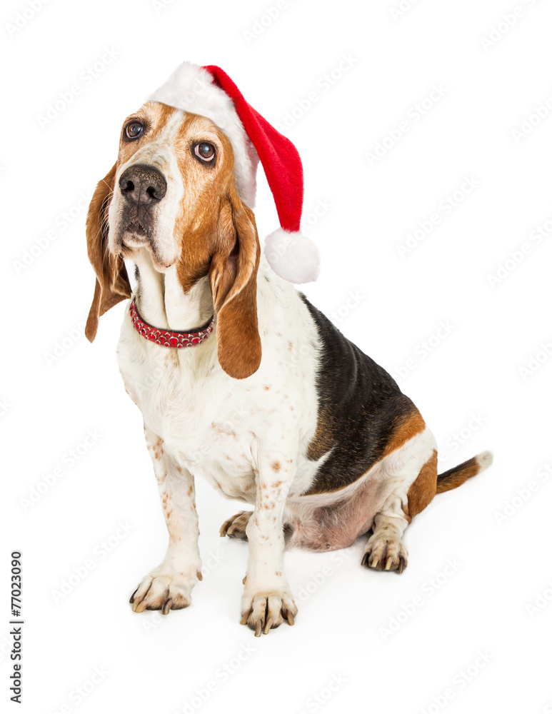 Basset Hound Dog Santa Claus