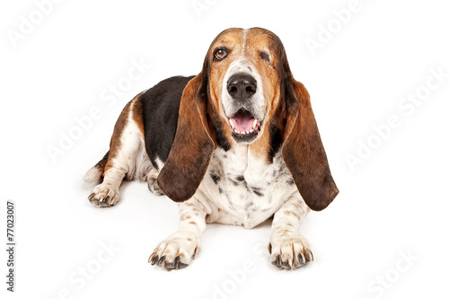 Basset Hound Dog Missing One Eye