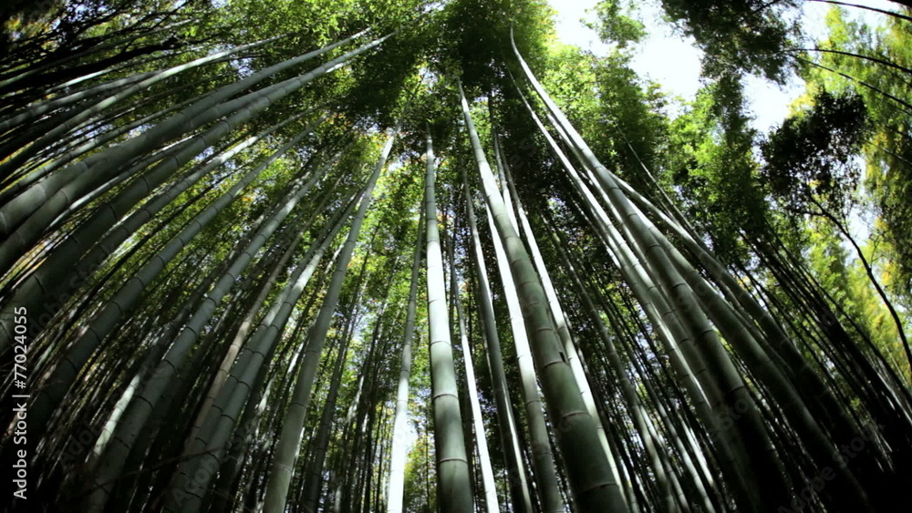 Bamboo rainforest Sagano plant harvest canopy Arashiyama Japan Bamboo rainforest Sagano plant harvest canopy Arashiyama Japan