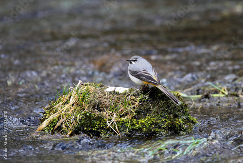 Grey Wagtail - Motacilla cinerea