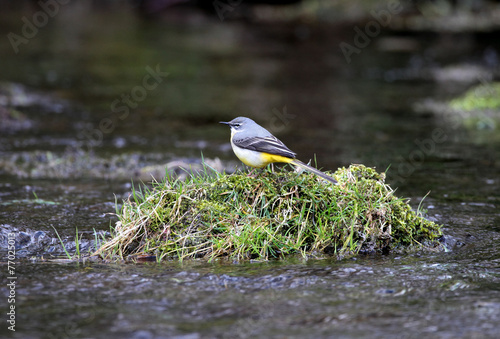 Grey Wagtail - Motacilla cinerea