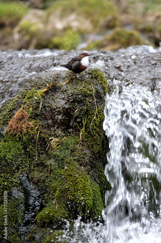 Dipper - Cinclus cinclus