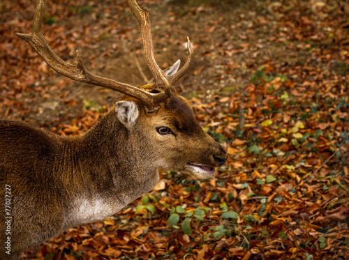 Deer close-up in the forest with fallen leaves in the background