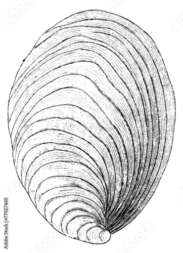 Fényképezés 19th century engraving of a sea shell clam