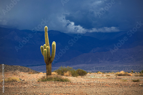 Cactus. Los Cardones national park in northern Argentina photo