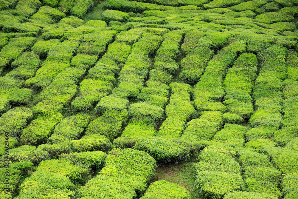 Closeup of tea bushes at tea plantation