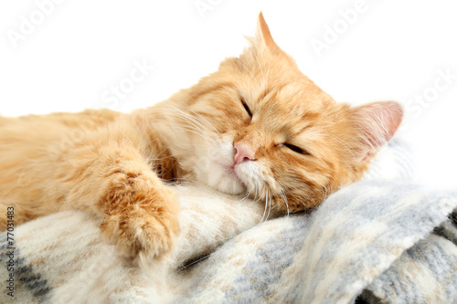 Red cat on warm plaid and white background