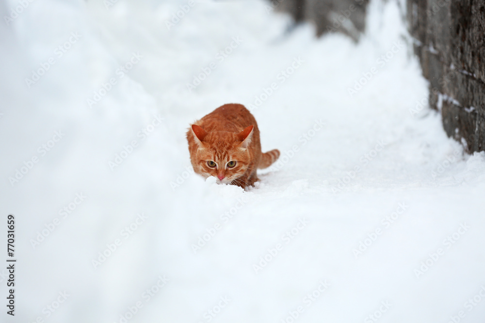 Red cat near fence on white snow background Red cat near fence on white snow background