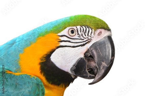 Isolated Macaw