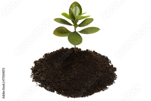 Young growing little tree with chunk of earth isolated on white