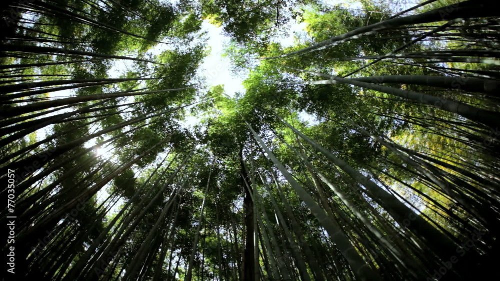 Bamboo rainforest Sagano plant harvest canopy Arashiyama Japan Bamboo rainforest Sagano plant harvest canopy Arashiyama Japan