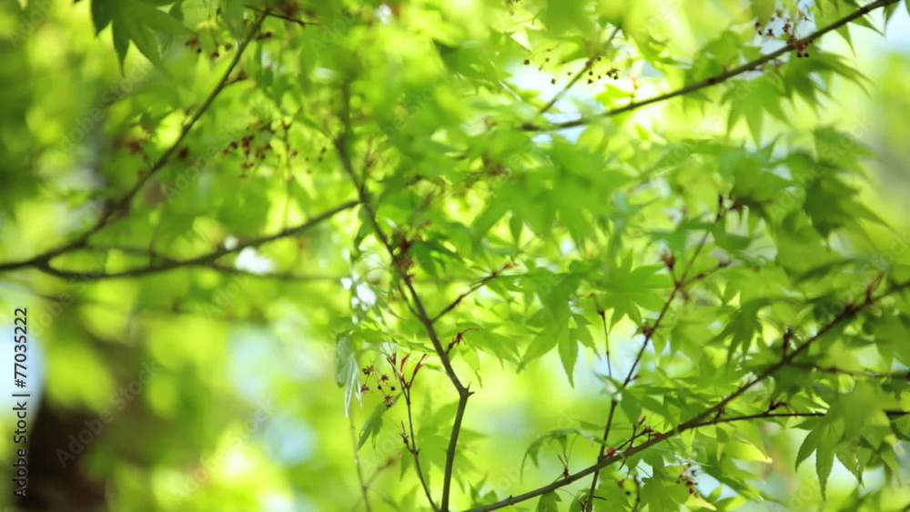 Japanese green Maple tree Koch Sanso garden Kyoto Japan Japanese green Maple tree Koch Sanso garden Kyoto Japan