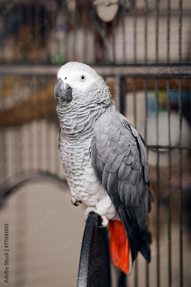 Obraz premium Jaco parrot on a cage