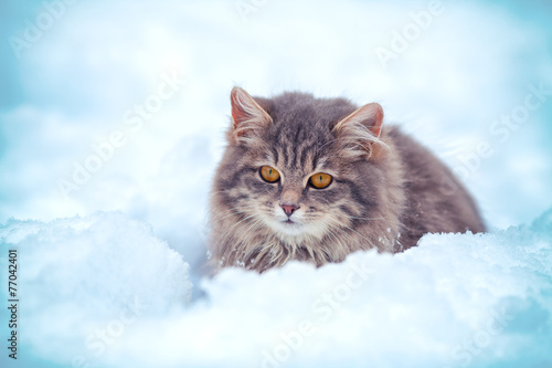 Fototapeta Naklejka Na Ścianę i Meble -  Cute kitten sitting in the snowdrift