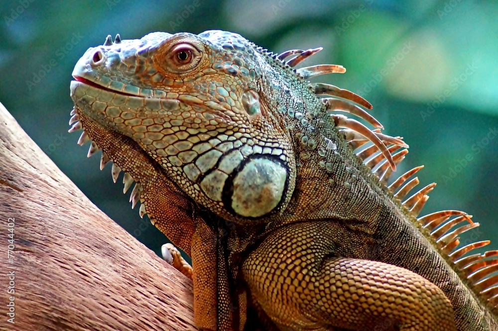 Fototapeta premium Leguan