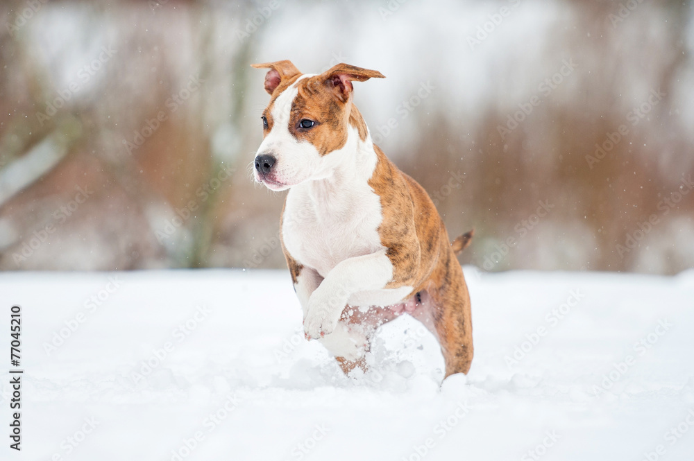 American staffordshire terrier puppy playing in winter