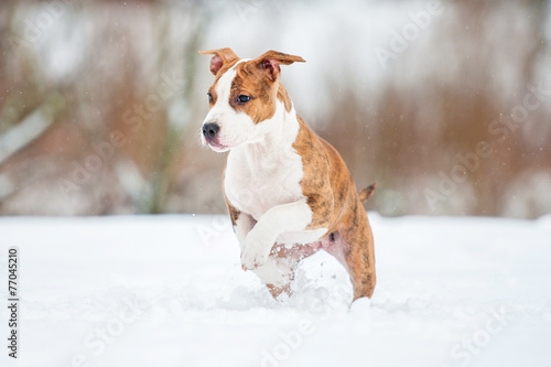 Fototapeta Naklejka Na Ścianę i Meble -  American staffordshire terrier puppy playing in winter