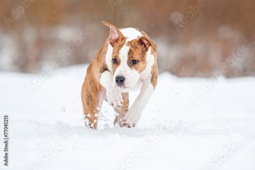 Fototapeta Naklejka Na Ścianę i Meble -  American staffordshire terrier puppy running in winter