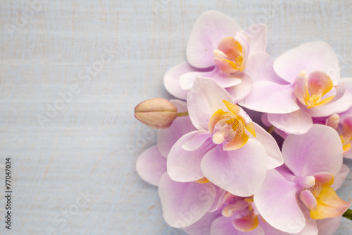 Fototapeta Naklejka Na Ścianę i Meble -  Orchid.