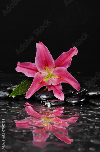 Pink lily with therapy stones