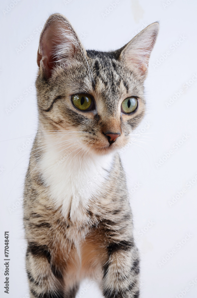 Obraz premium kitten