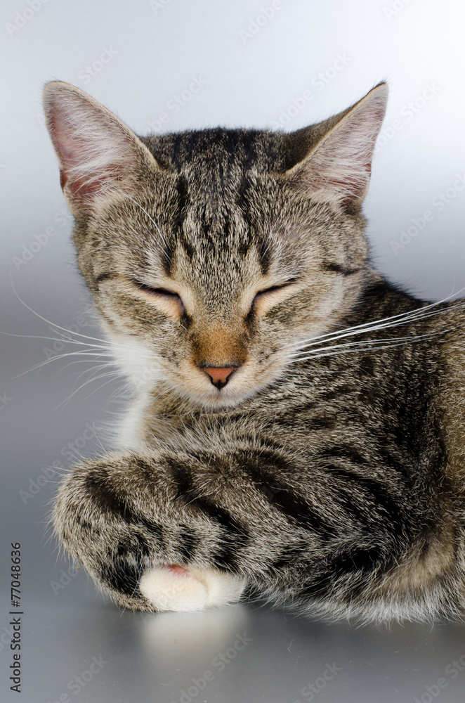 Fototapeta premium kitten