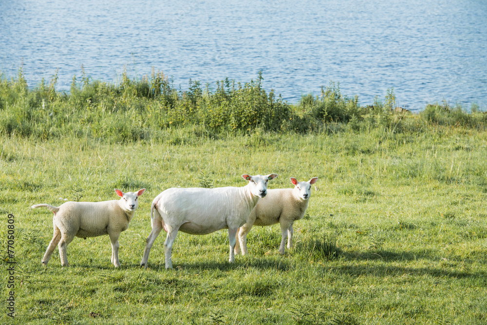 Ewe and het two lambs looking curiously Ewe and het two lambs looking curiously