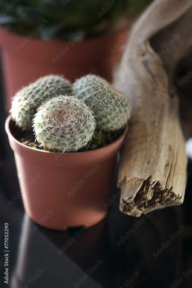 Small Cactus for Decoration Small Cactus for Decoration