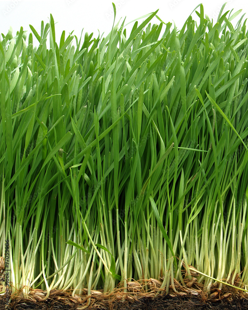 Fototapeta premium Grass
