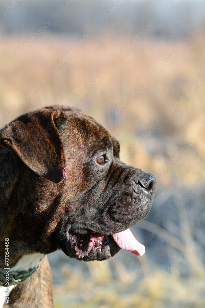 Mastiff dog portrait